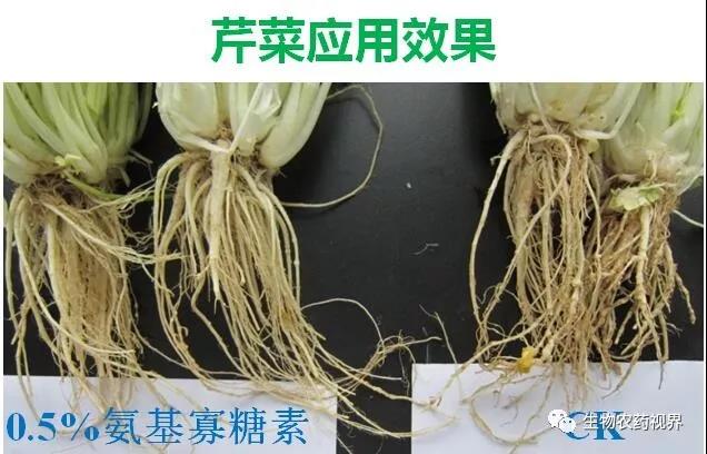 氨基寡糖素 - 植物的免疫衛(wèi)士，根結(jié)線蟲的克星