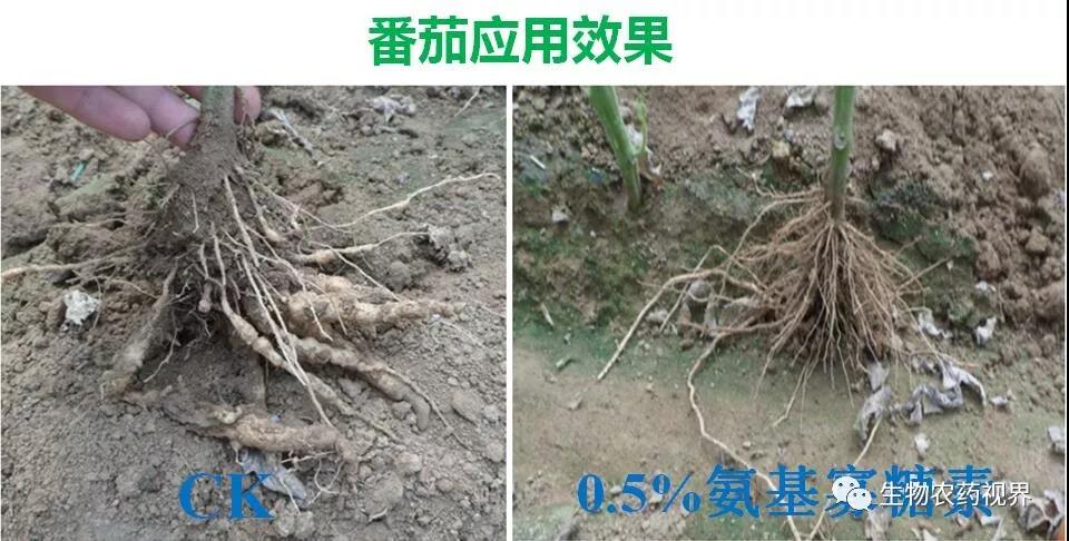 氨基寡糖素 - 植物的免疫衛(wèi)士，根結(jié)線蟲的克星