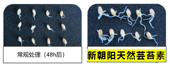 小麥拌種選新朝陽天然蕓苔素，讓小麥高產(chǎn)贏在起跑線上?。ㄐ←溤谑裁磿r候用蕓苔素效果最佳）