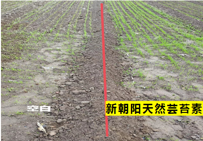 小麥拌種選新朝陽天然蕓苔素，讓小麥高產(chǎn)贏在起跑線上?。ㄐ←溤谑裁磿r候用蕓苔素效果最佳）