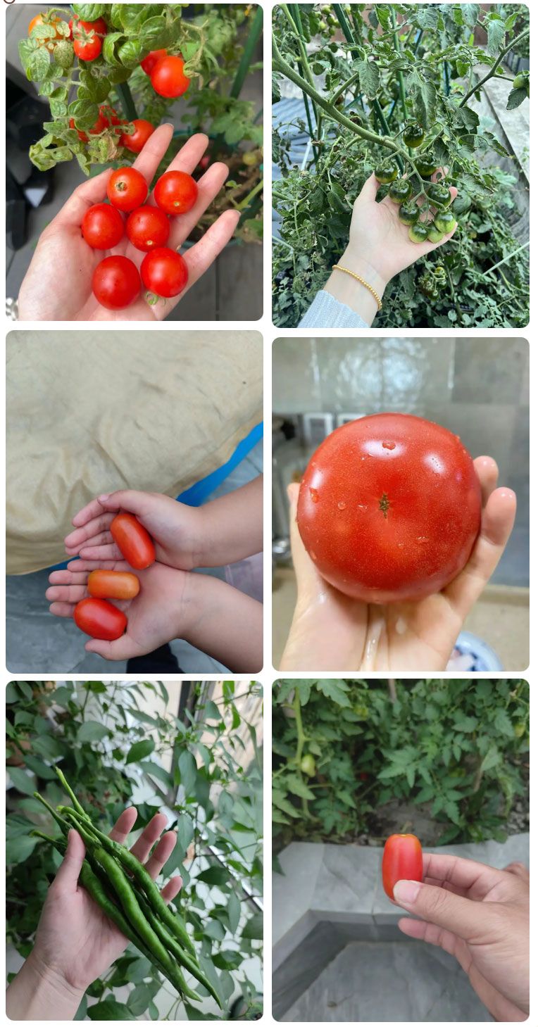 朝陽農(nóng)藝師系列活動(dòng) | “零”農(nóng)殘瓜果自己種，豐收喜報(bào)！